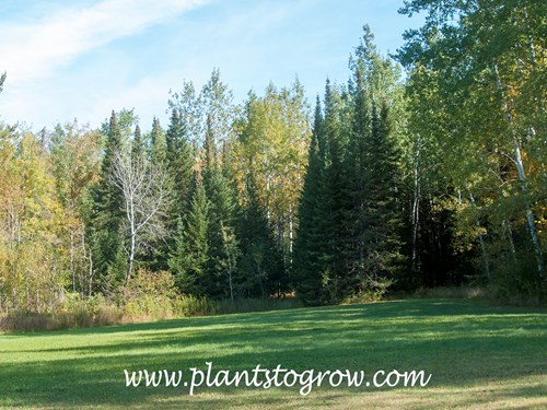 Balsam Fir (Abies balsamea) 
Some trees in my childhood backyard